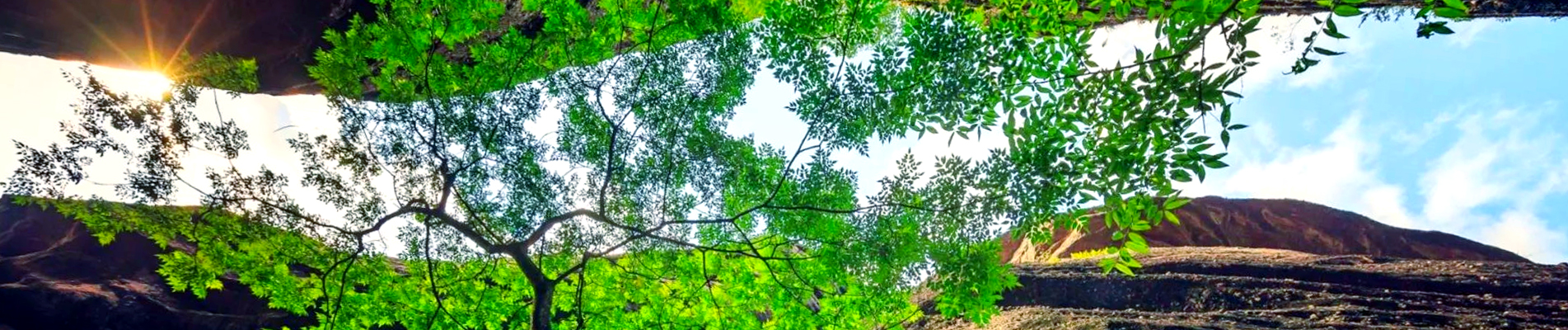 Защита окружающей среды: чипсы таро