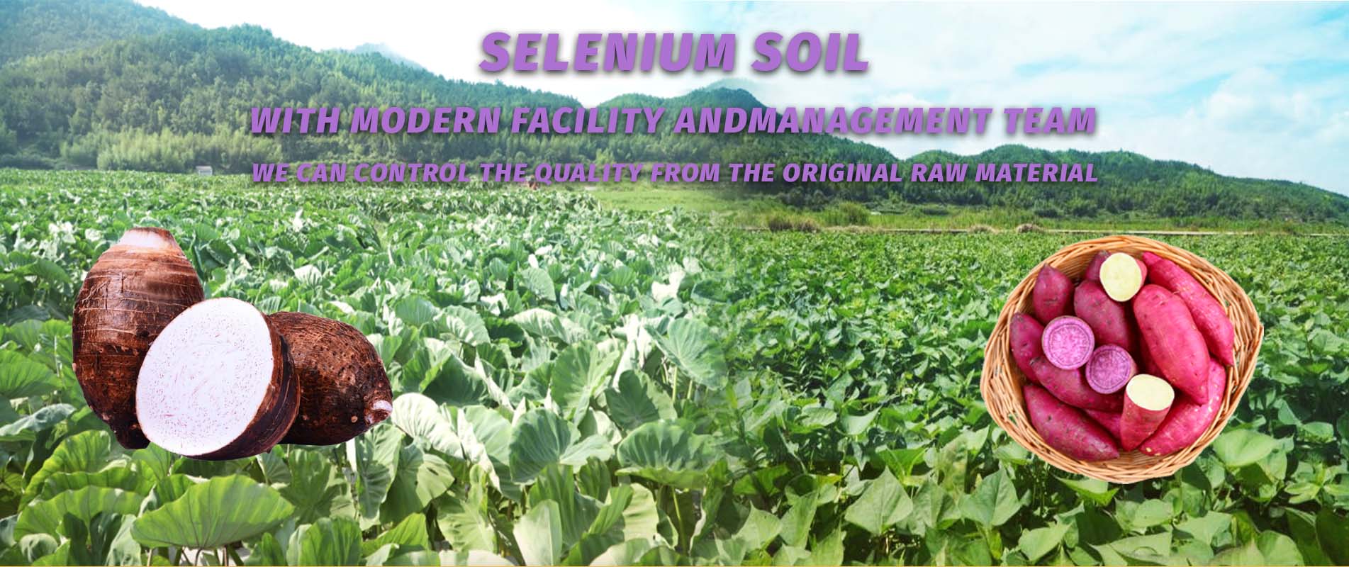 Картофельная ферма